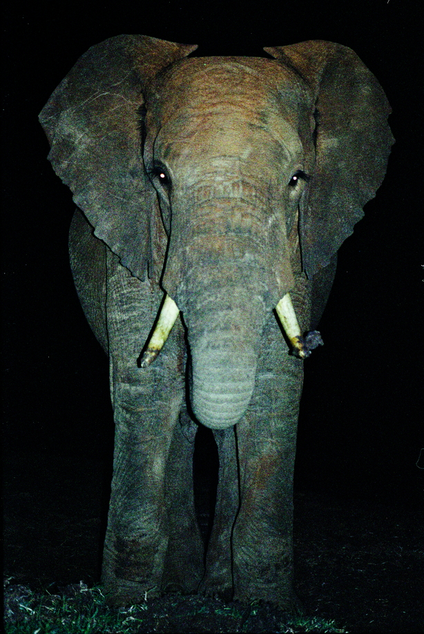 In a underground hide we realise the enormity of the african elephant